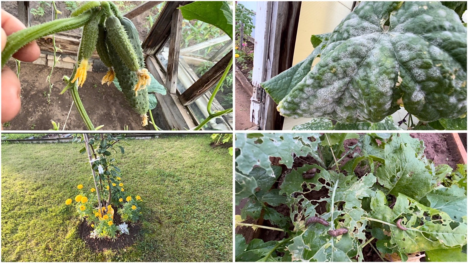 13 августа. Обзор огорода. Слизни, тля, мучнистая роса🤪. Уснула на столе. смотреть онлайн