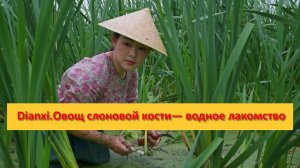 Dianxi Xiaoge.Овощ слоновой кости— водное лакомство