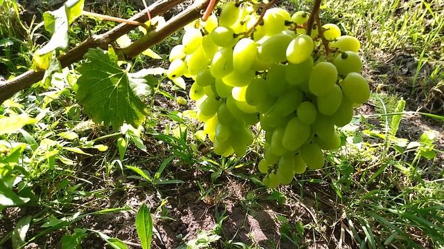 ГФ. Львовской селекции Кашича. В. П без проблемный виноград с шикарным мускатом. смотреть онлайн