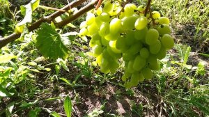 ГФ. Львовской селекции Кашича. В. П без проблемный виноград с шикарным мускатом.