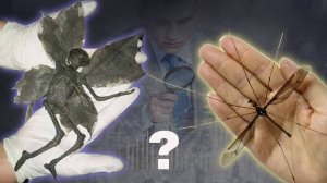 Существуют ли феи на самом деле?