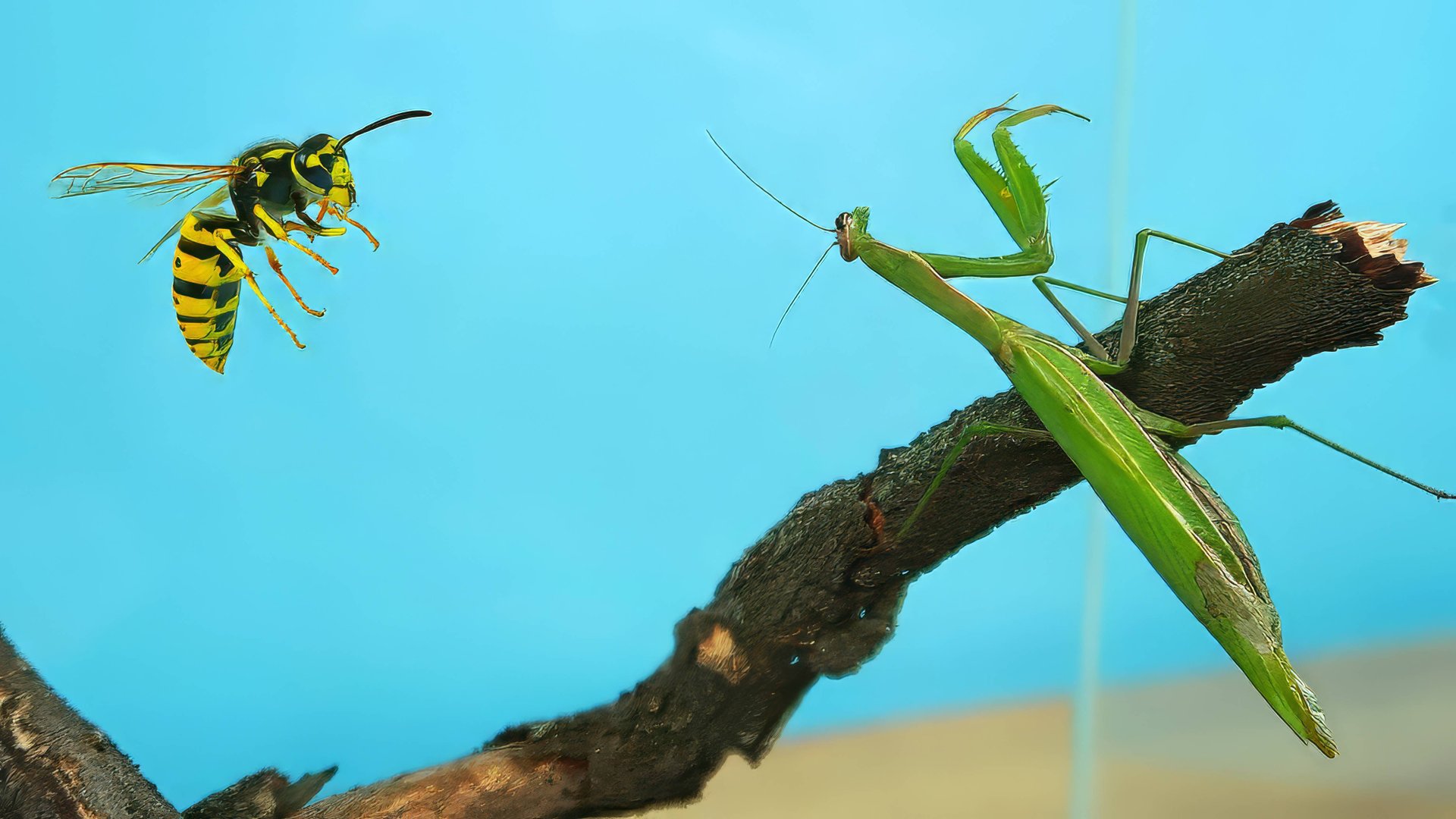 МОЖЕТ ЛИ ОСА УЖАЛИТЬ БОГОМОЛА? смотреть онлайн