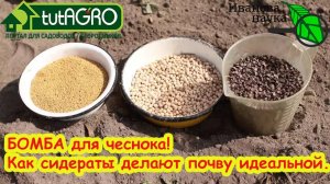 Урожай чеснока ВЗЛЕТИТ! Как сидераты творят чудеса. Посев сидератов до и после лука и чеснока.