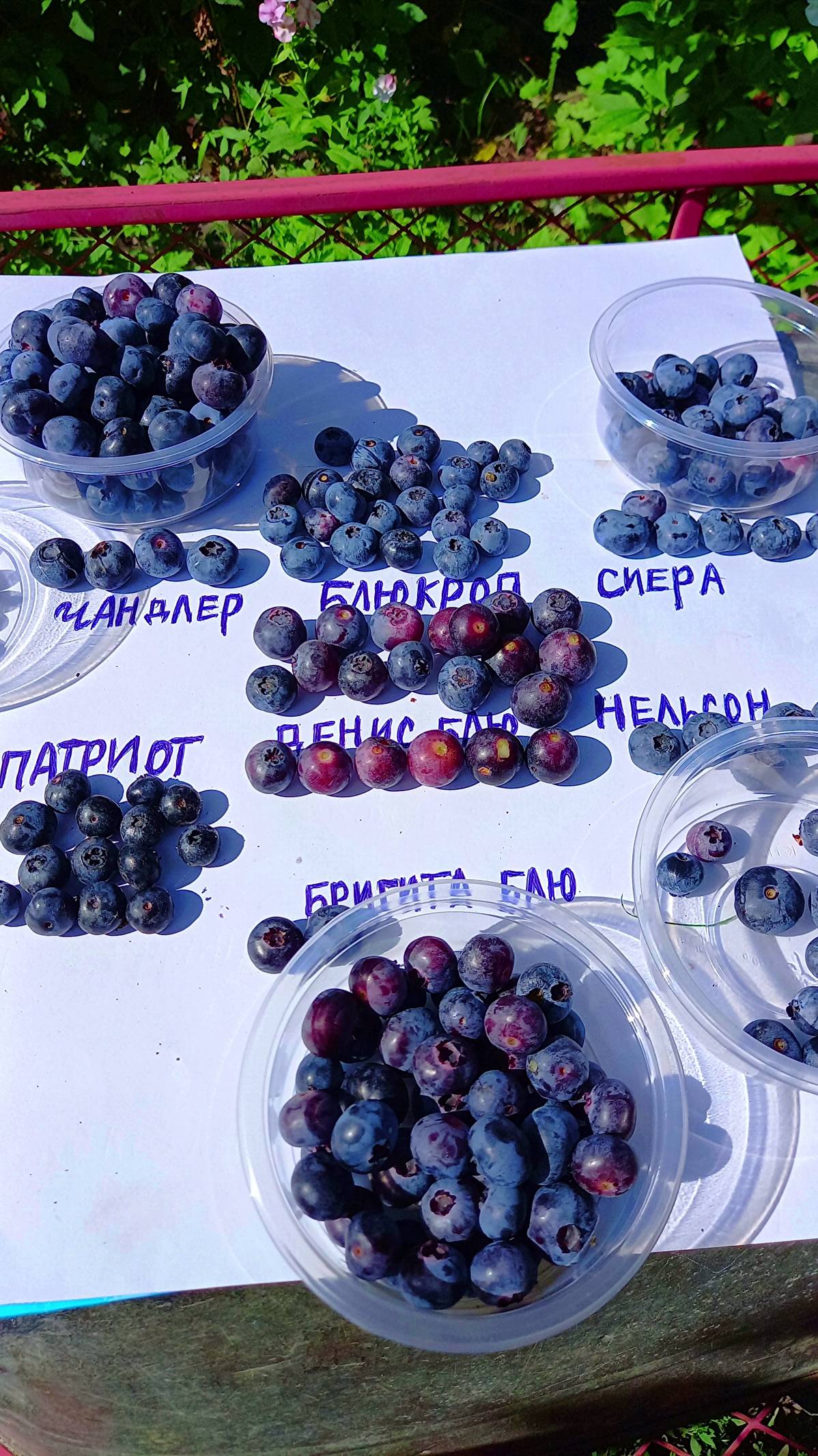 КРУПНЫЕ СОРТА ГОЛУБИКИ