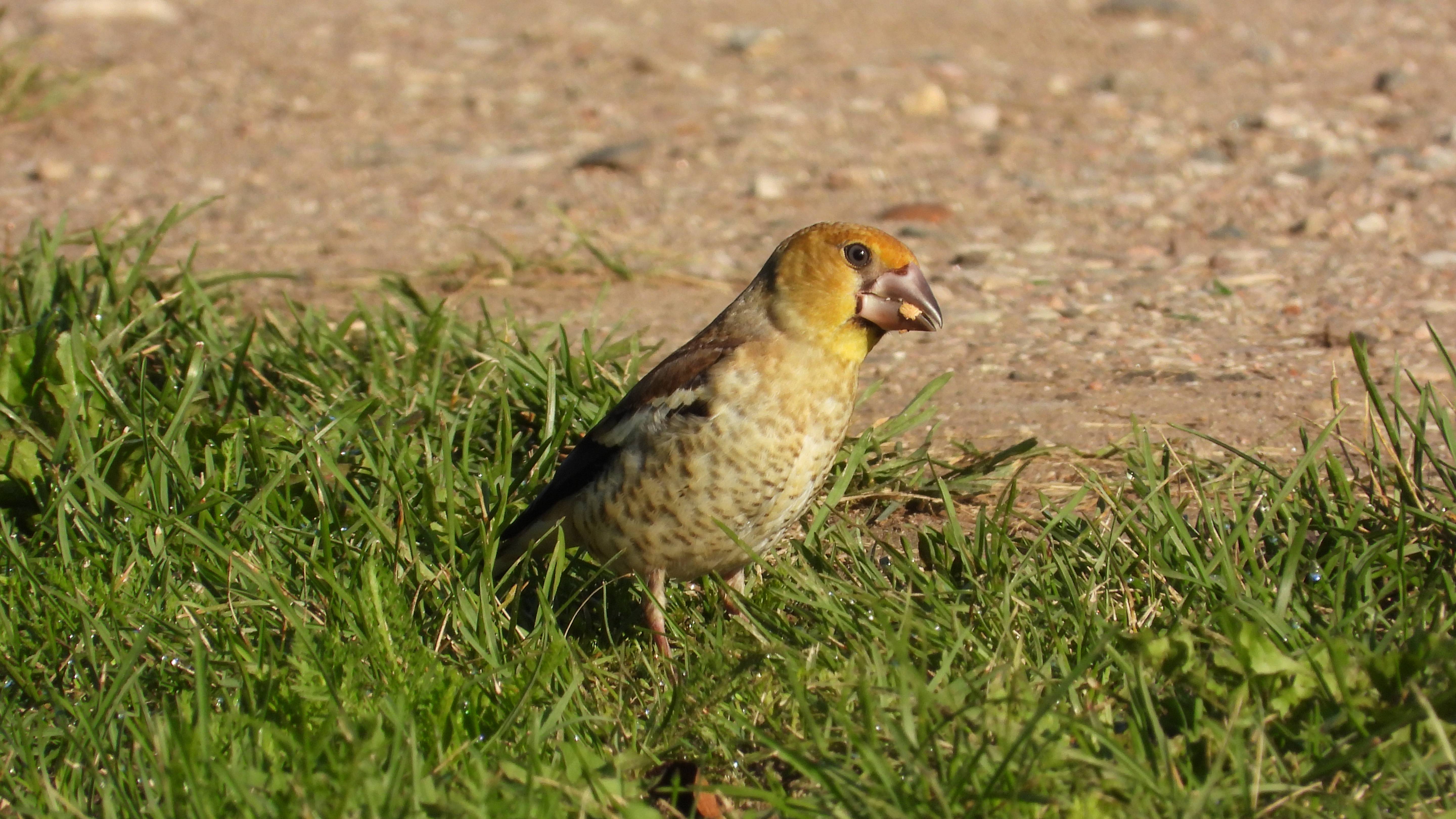 Дубонос, молодая птица, наблюдение в Новгородской области, Ушерско, 15 августа 2025 смотреть онлайн