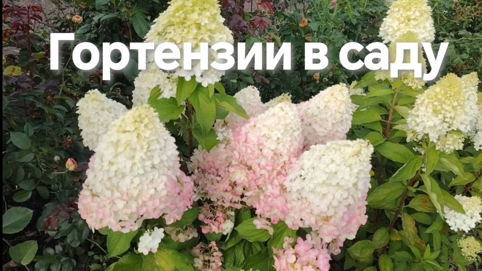Обзор гортензий в саду смотреть онлайн