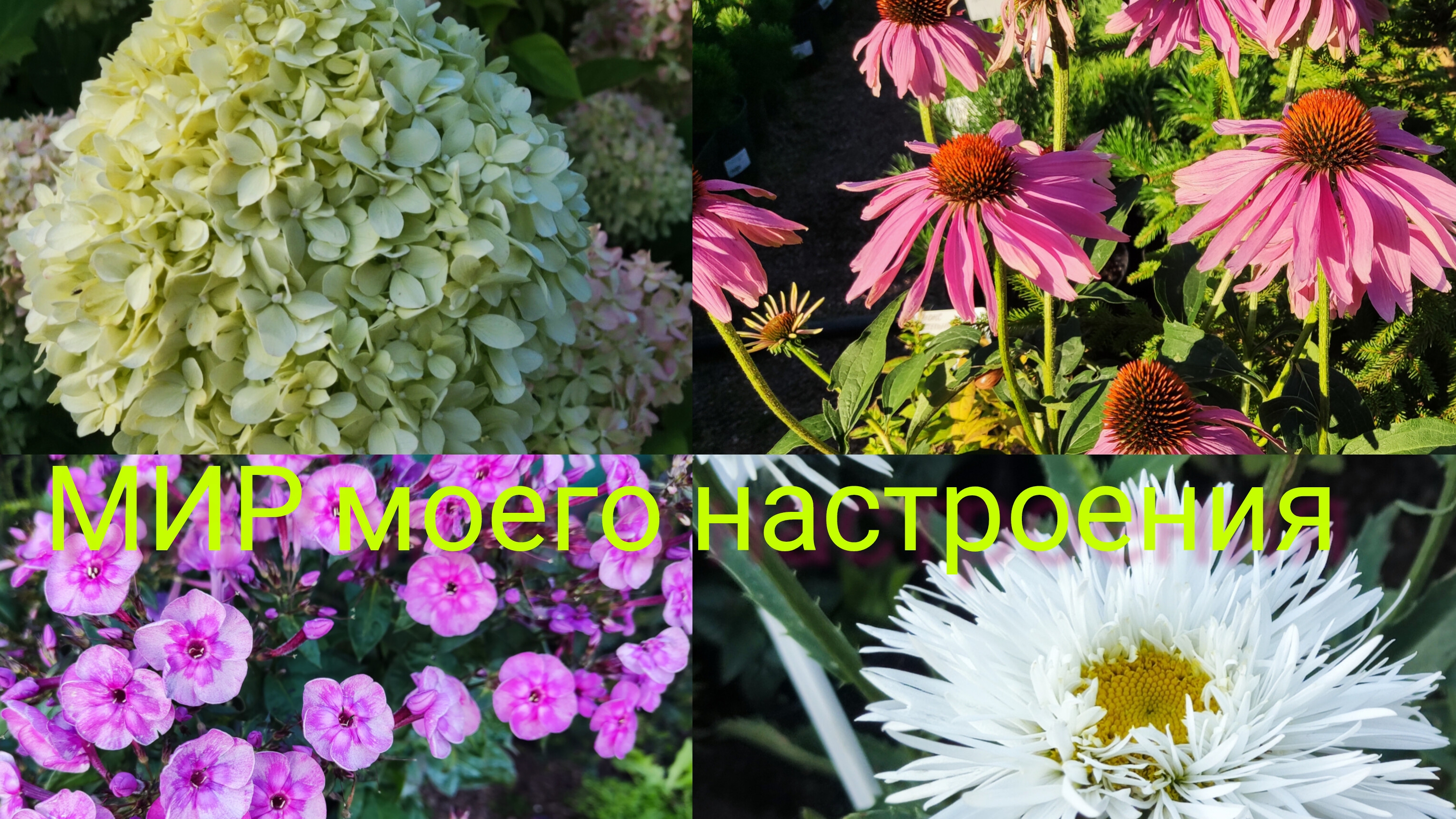 14.08.25 Садовый центр "АСТ Медовое"в Парголово обзор растений.Гортензии и Хвойные. смотреть онлайн