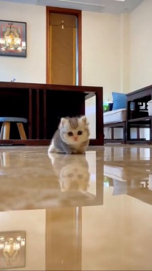 Наш TG https://t.me/liveofcats