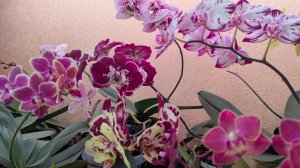 15-08-2025.Поливаю  Орхидей.