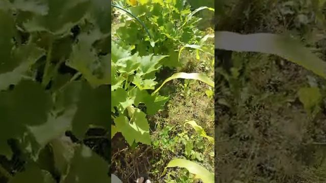 сбор урожая смотреть онлайн