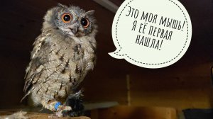 У сыча Кроши вид из окна - огонь! Я тоже так хочу! Сова Лютик отжевала мышь и показывает мне язык