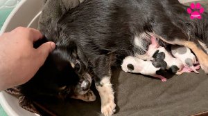 Собака начала рожать раньше времени! Самые необычные роды в нашем питомнике. Всё не очень хорошо.