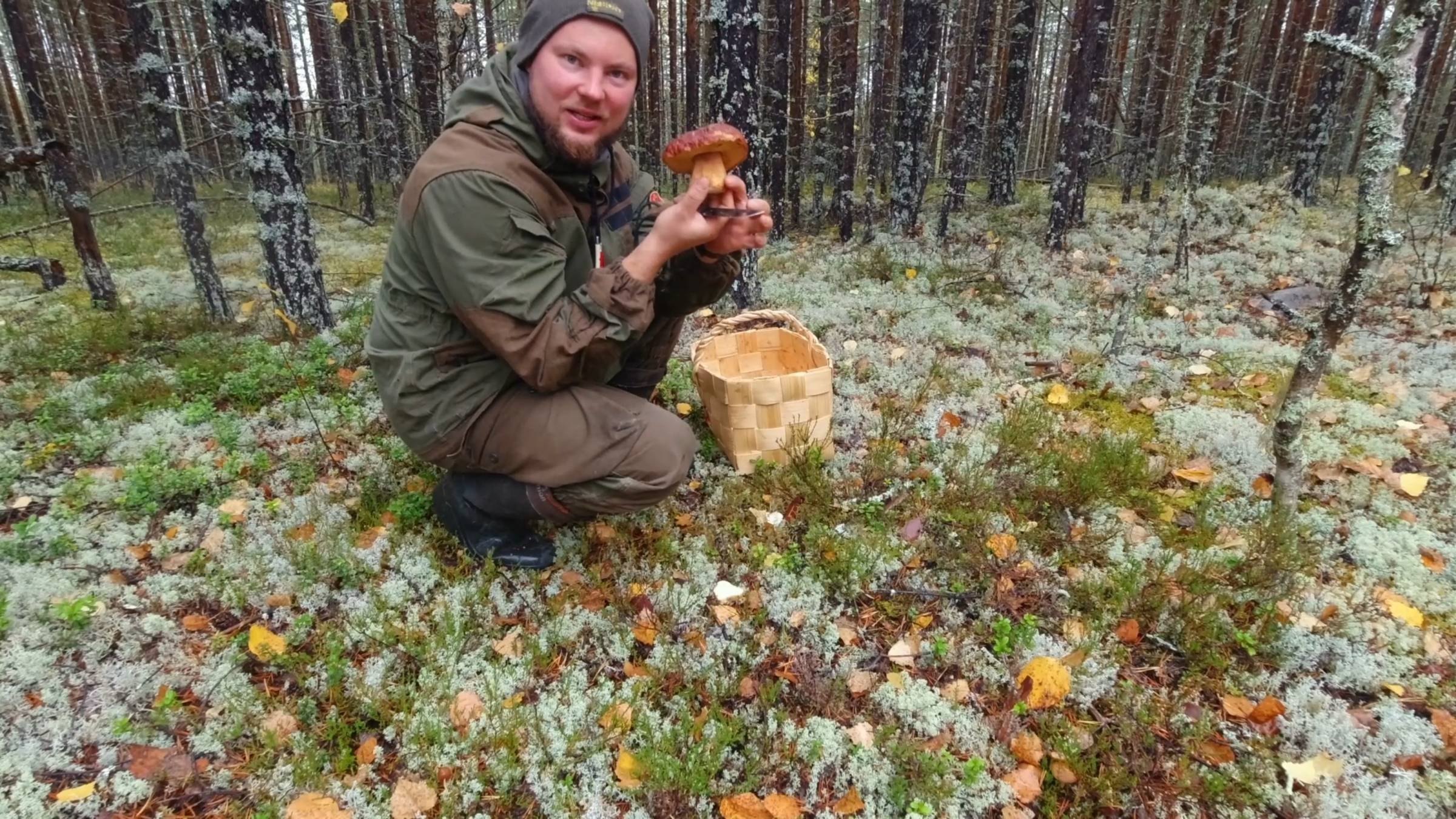 СОБИРАЮ БЕЛЫЕ ГРИБЫ. СЧАСТЛИВЫЙ ГРИБНИК. НАШЁЛ В ЛЕСУ БОРОВИКИ. ЦЕННЕЙШИЙ ГРИБ ЛЕСА смотреть онлайн