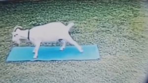 Коза делает зарядку