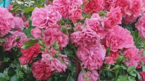 Розы в моём саду , лето 2025 .