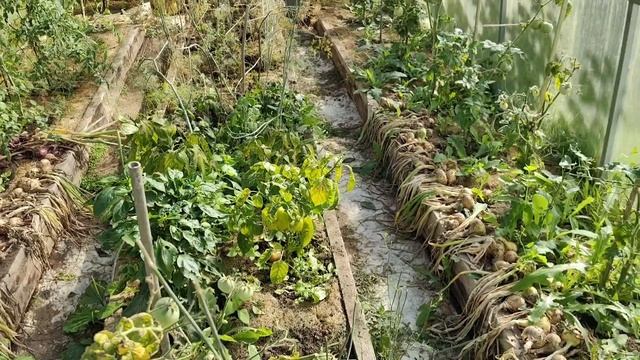 Полёты ,заботы .хлопоты .       Petal_20250815_185149.mp4