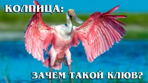 Колпица: Необычная Птица с Ложкой Вместо Клюва | Интересные факты про колпицу