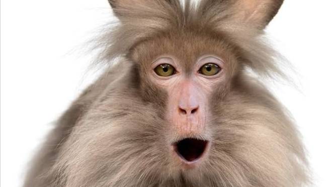 Открытие Fazbear SMP!