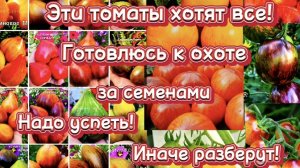Погоня за лучшими и эксклюзивными сортами томатов.😁Болталка.