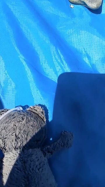 Басик на море, 6 ЧАСТЬ | канал БасАлиса |