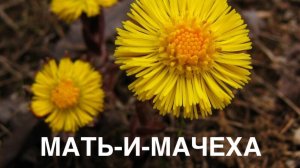 Алфавит. О РАСТЕНИЯХ. МАТЬ И МАЧЕХА.