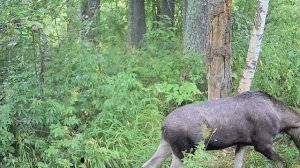 Кто ходит по звериной тропе? Медведь танцор диско!