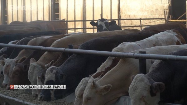 В последние годы Дагестан стал одним из лидеров в регионе по производству мяса КРС