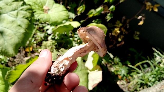 Подберёзовик на участке, лилии в лилейниках 2025 смотреть онлайн