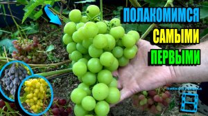 ОБЗОР УЛЬТРАРАННИХ И РАННИХ СОРТОВ ВИНОГРАДА НА НАШЕМ ВИНОГРАДНИКЕ. СЕВЕРНЫЙ ВИНОГРАДНИК 25-29