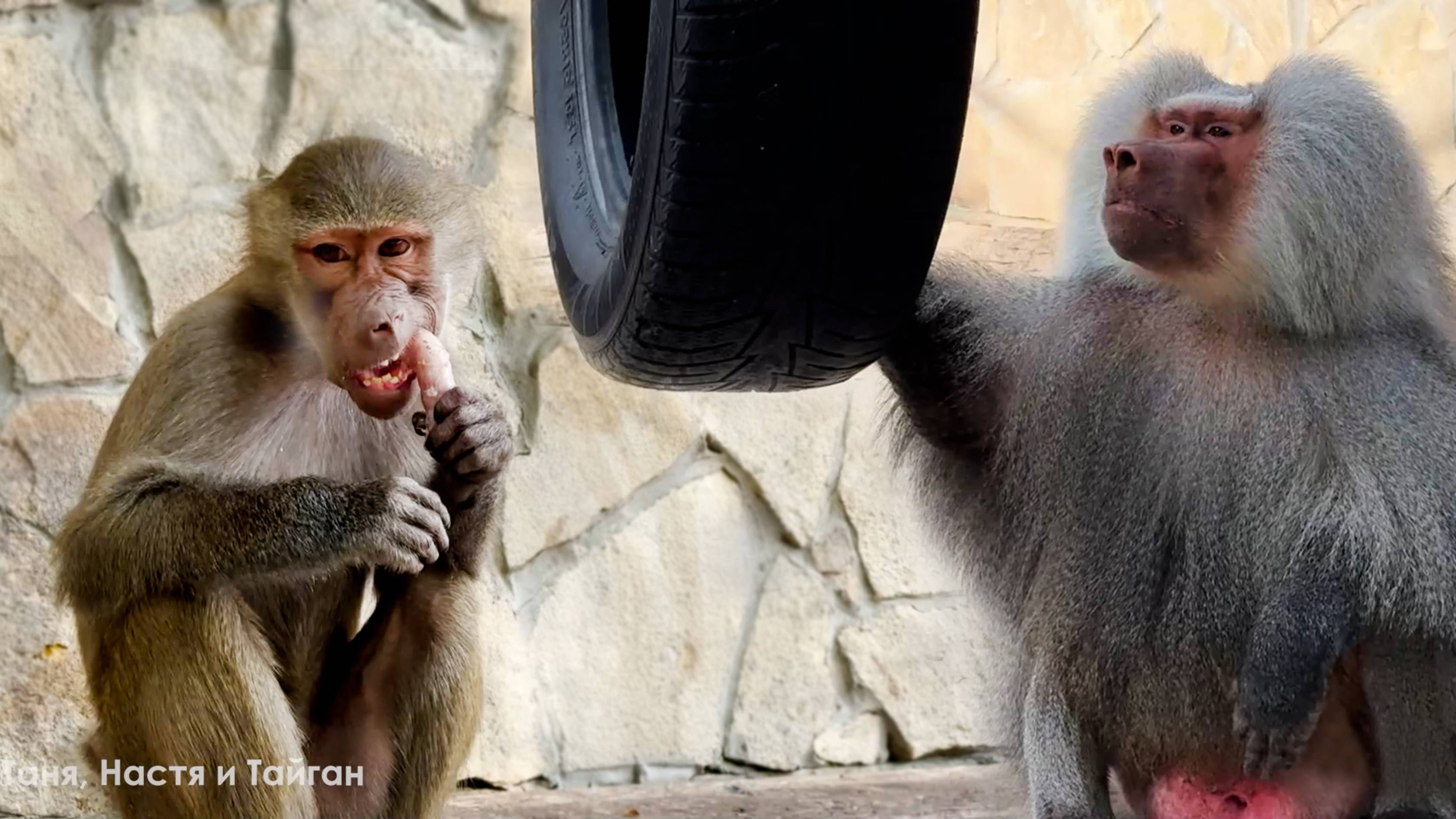 К Люсе фанаты протоптали тропу! Лида беременная или нет? Куда исчезает вода? Веня объедает Феню! смотреть онлайн