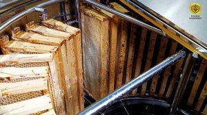 Золотое время пчеловода: откачка мёда