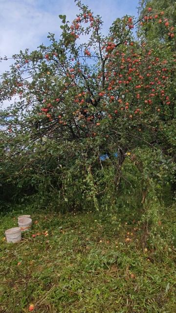 яблочный спас