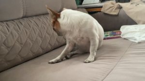 Нюша смешно отвечает на вопросы