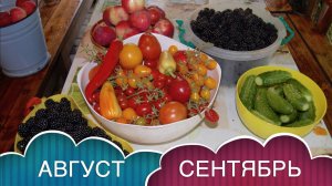 РАБОТА НА ДАЧЕ В АВГУСТЕ-СЕНТЯБРЕ