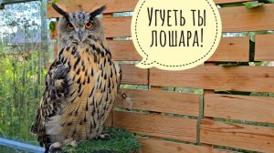 Меня подозревают в мошенничестве, счета заблокировали. Рассказываю сове Ёлке, какой я олень