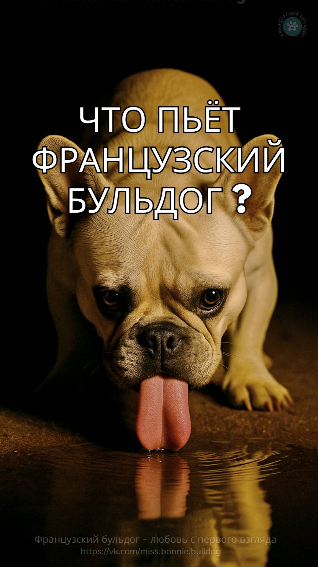 Французский бульдог — любовь с первого взгляда