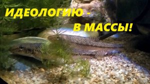 Главная особенность западной аквариумистики. Концепция