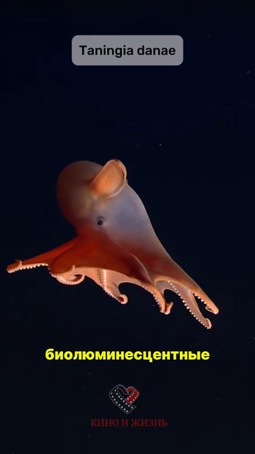 Необычные морские животные смотреть онлайн