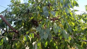 Бурная реакция дерева после весенней обрезки. Как и когда обрезать.