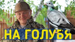 Охота на голубя 2025