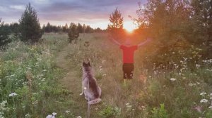 Вечерняя прогулка с Хаски