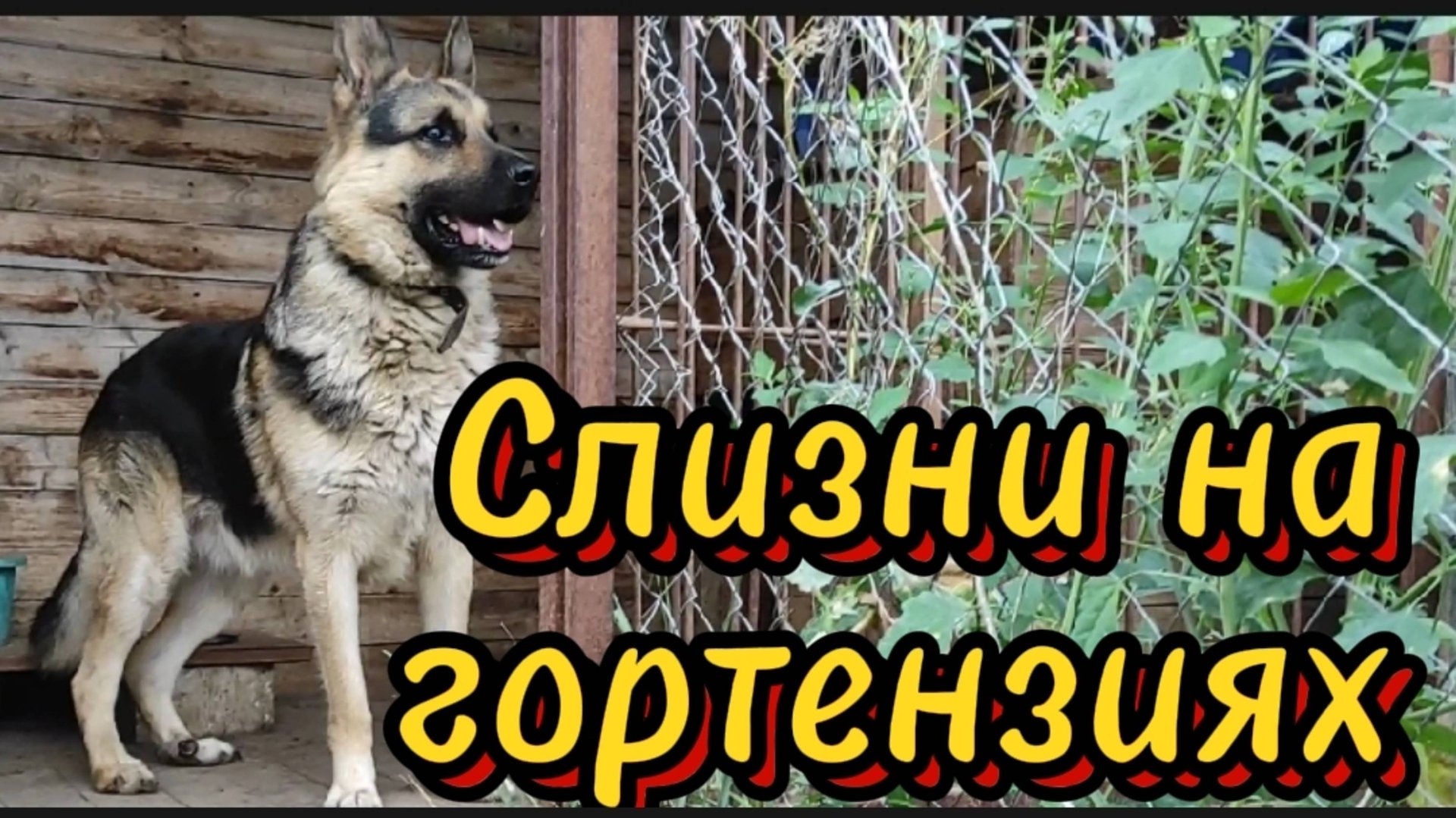 Слизни на соцветиях... Утята прибавили в весе очень хорошо. смотреть онлайн
