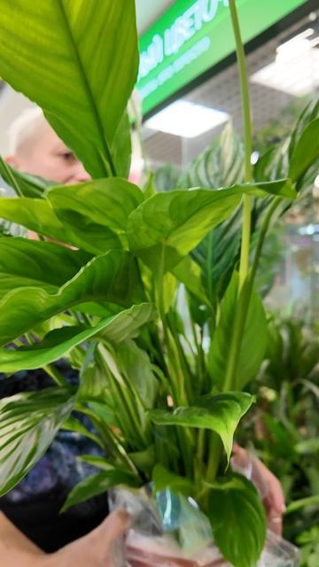 Важна юбка или размер листа? Спатифиллум Сенсация или нет?