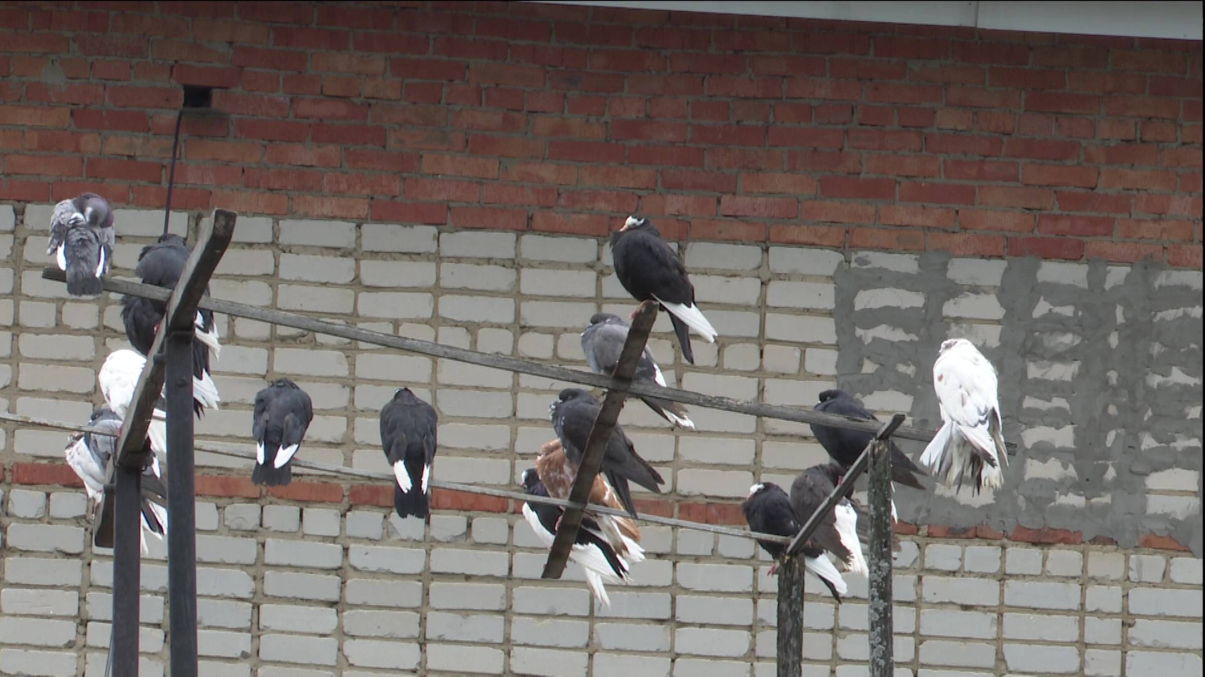 Голубей-бабочек разводит житель Нурлата прямо в центре города смотреть онлайн