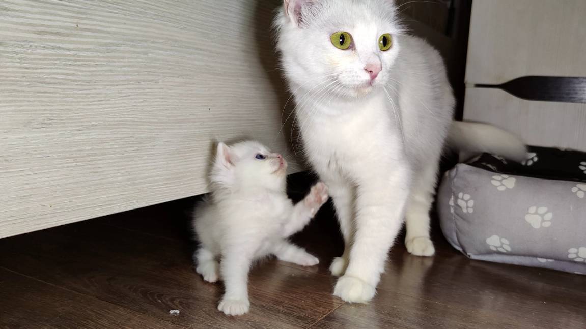 Мама-кошка и её прекрасный белый котёнок. Мама, пойдём гулять. смотреть онлайн