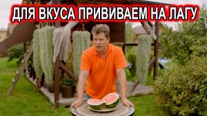 Дегустация арбуза, привитого на лагенарию