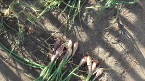 Какой вырос севок лука шалота из чернушки