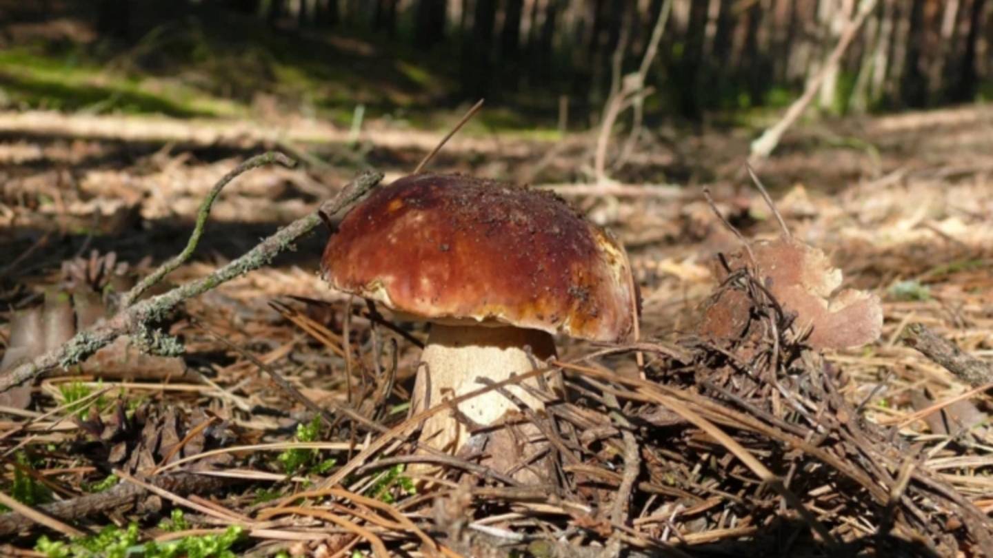 В 🌲🌲Лес за Грибами🍄 Август2025