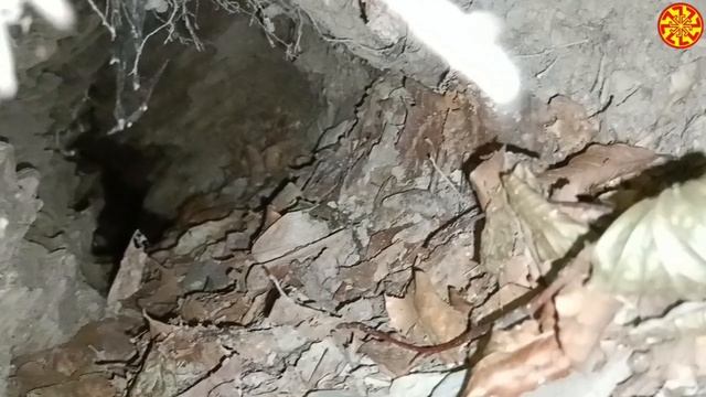 ДНКА Поиск Реликтов