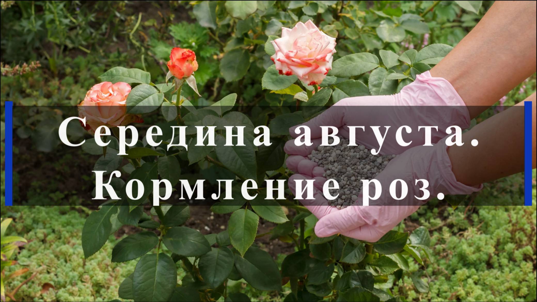 Середина августа. Кормление роз. смотреть онлайн